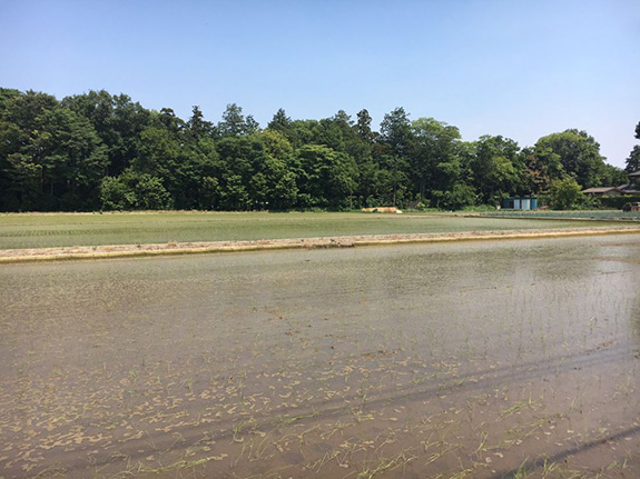 基本健診と、がん検診が始まりました